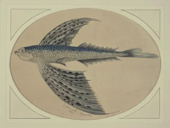 Ein fliegender Fisch